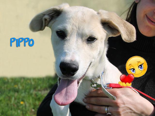 Buona vita Pippo!